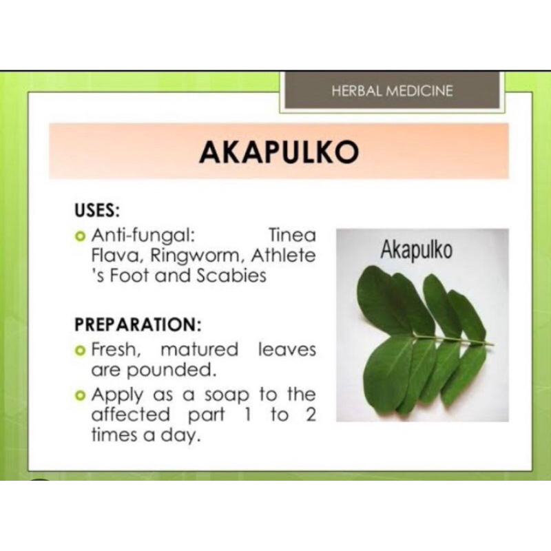 Fresh Herbal Acapulco leaves 100g (approx more than 100pcs) (no ...