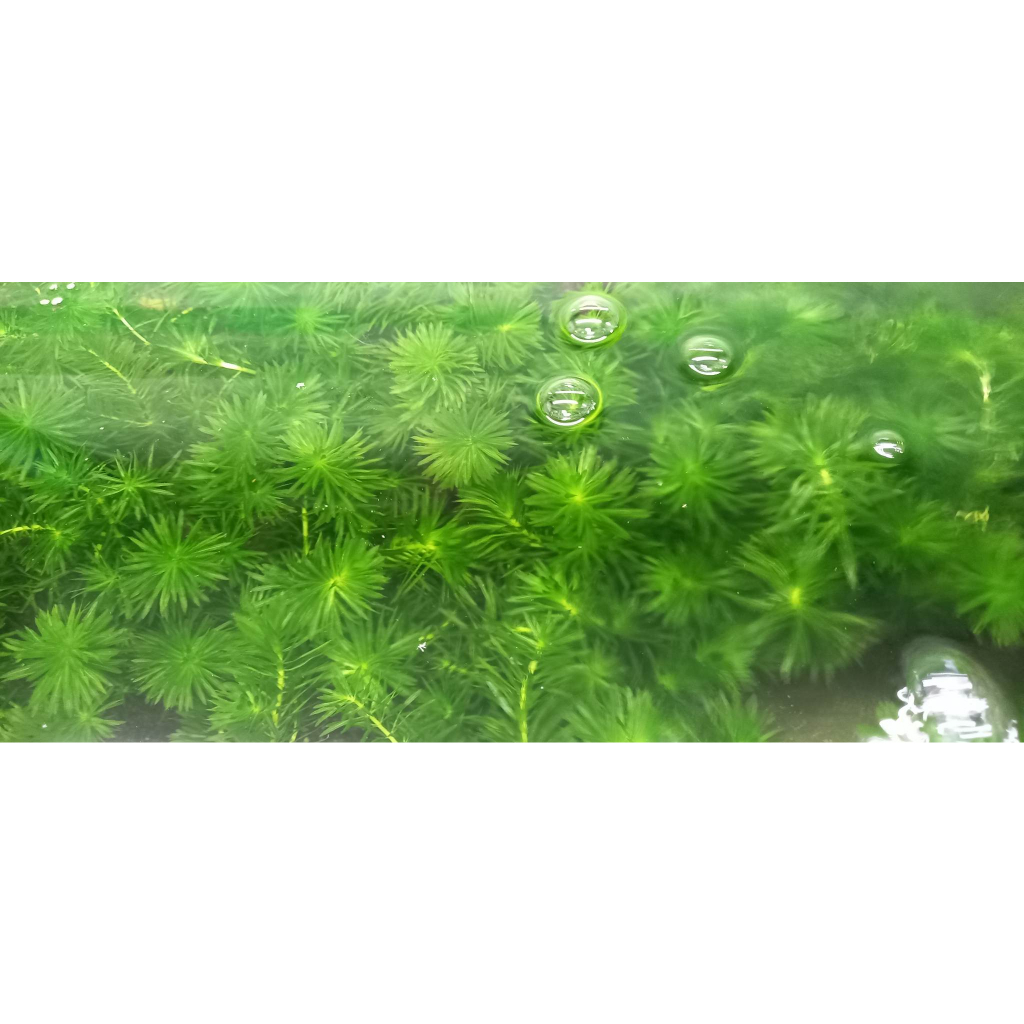 hydrilla aquatic plants for your aquarium | Shopee Philippines