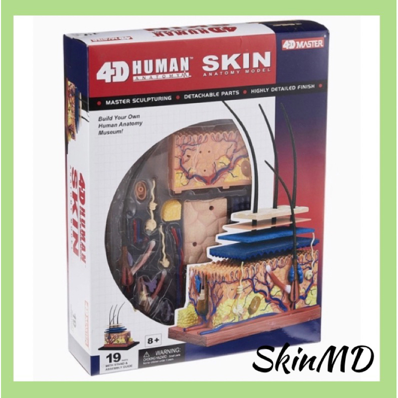 SKIN Anatomy Model Set Shopee Philippines