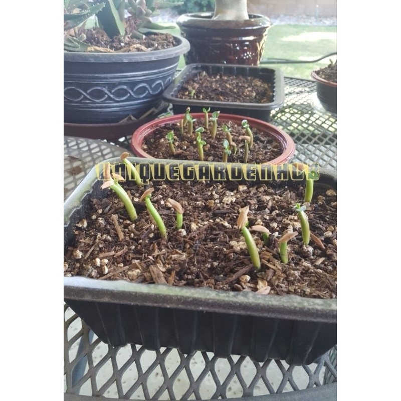 Rare Adenium Rose Blue Red Pink Seeds Imported arabicum obesum star mix ...