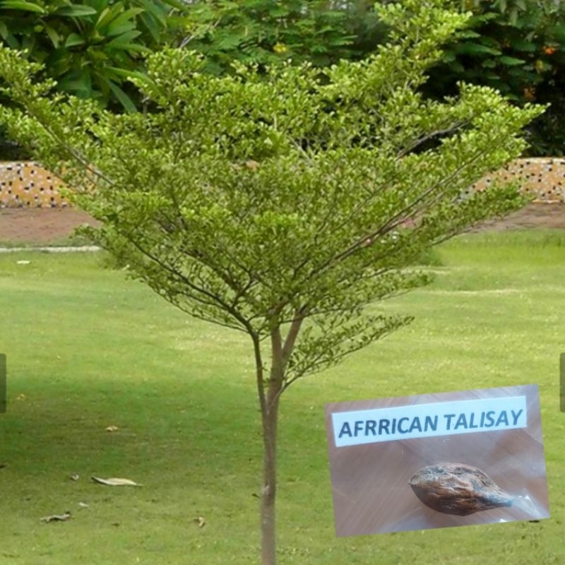 African Talisay (2Pc/Pack) | Shopee Philippines