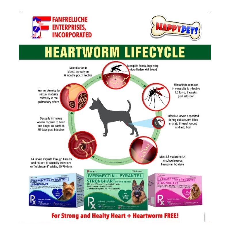 Stronghart For Heartworm Anti Ticks And Fleas for Cats And Dogs Sold By