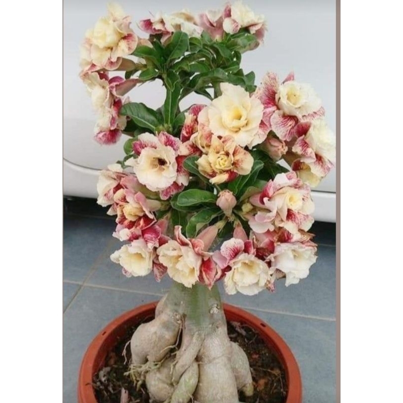 Adenium seeds 01 2-5pcs per pack | Shopee Philippines