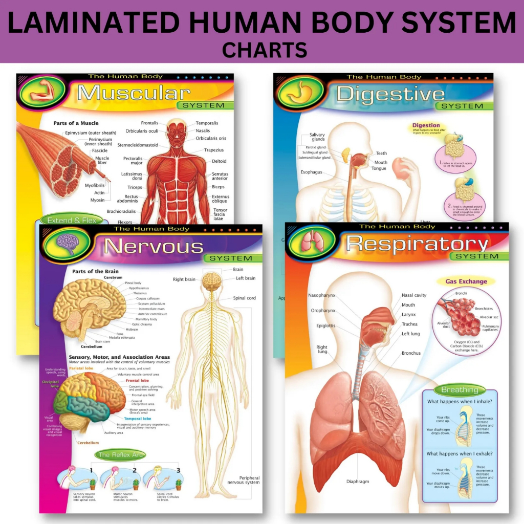 Laminated Digestive System, Nervous System, Respiratory System ...