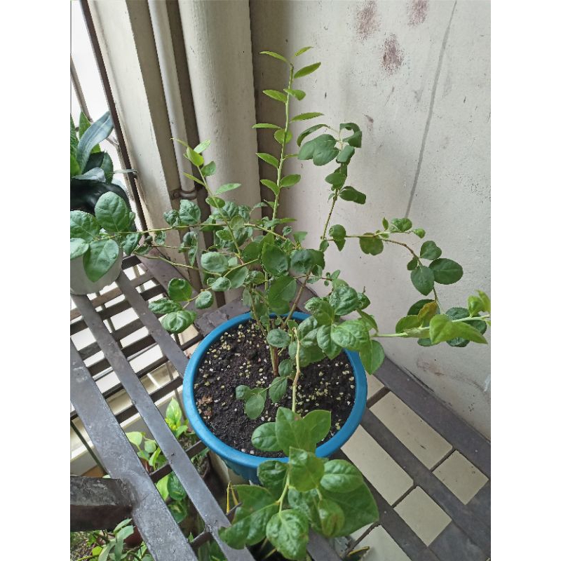 JEWEL Blueberry, Locally Propagated, Lowland, Metro Manila Shopee