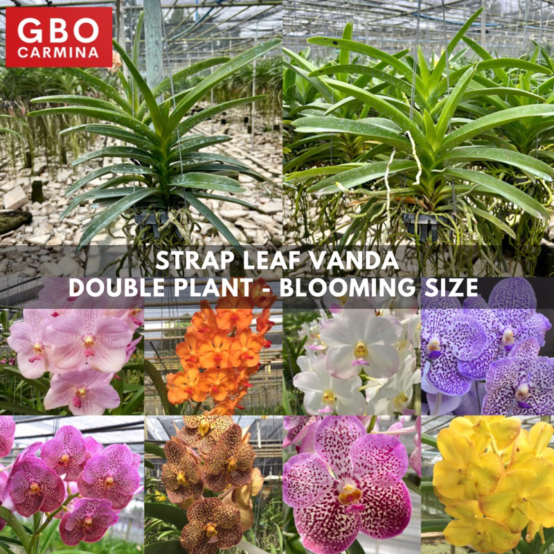 BS Strap Leaf Vanda DOUBLE PLANT Blooming Size No Flower Orchids