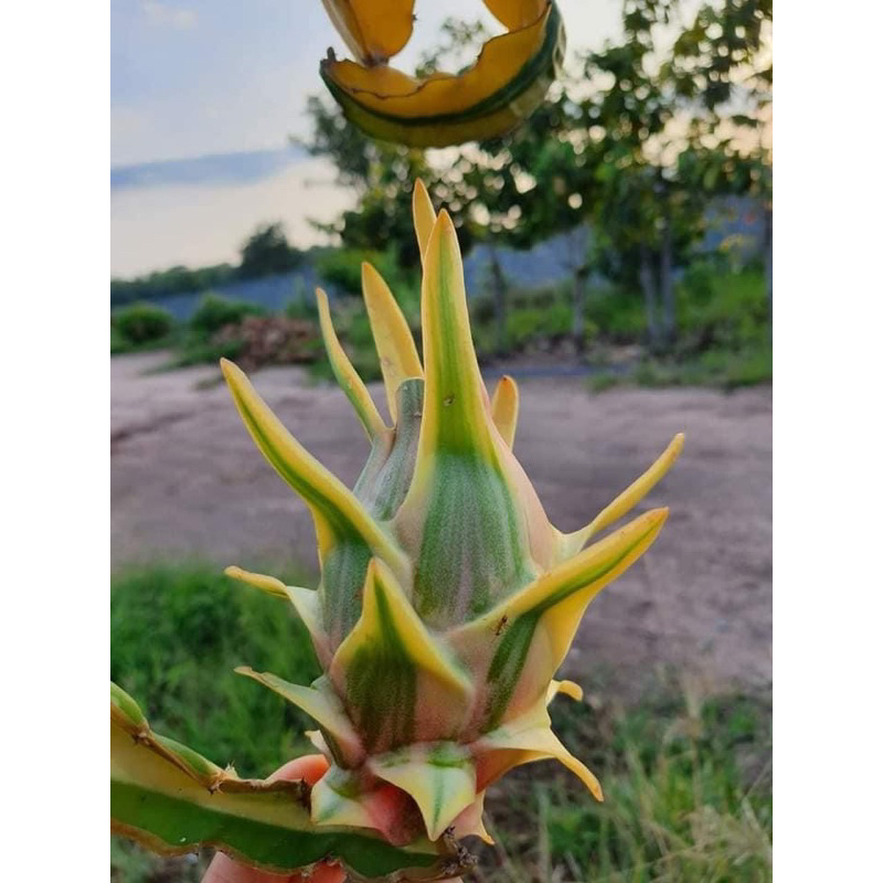 Worth Variegated Df (ULTRA RARE hybrid) Shopee Philippines