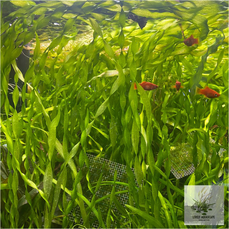 Corkscrew Vallisneria Aquarium Plant (7pcs) | Shopee Philippines