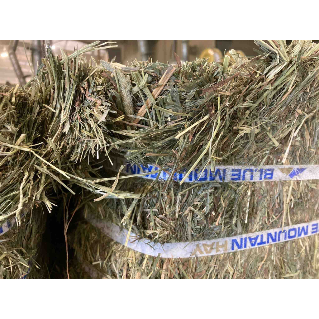 Blue Mountain Timothy Hay 1 Bale Shopee Philippines