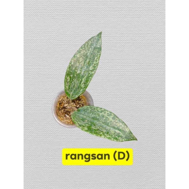 hoya rangsan (read description) | Shopee Philippines