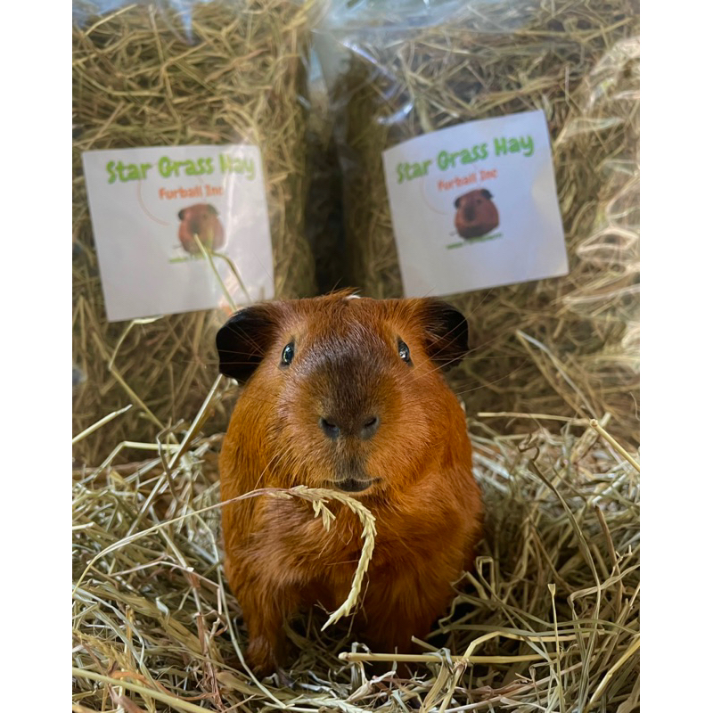 Star Grass Hay for Guinea Pigs and Rabbits (500grams) Shopee Philippines