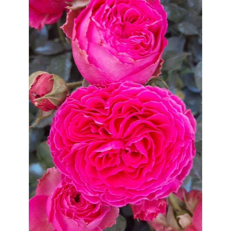 top rare collectible roses | Shopee Philippines