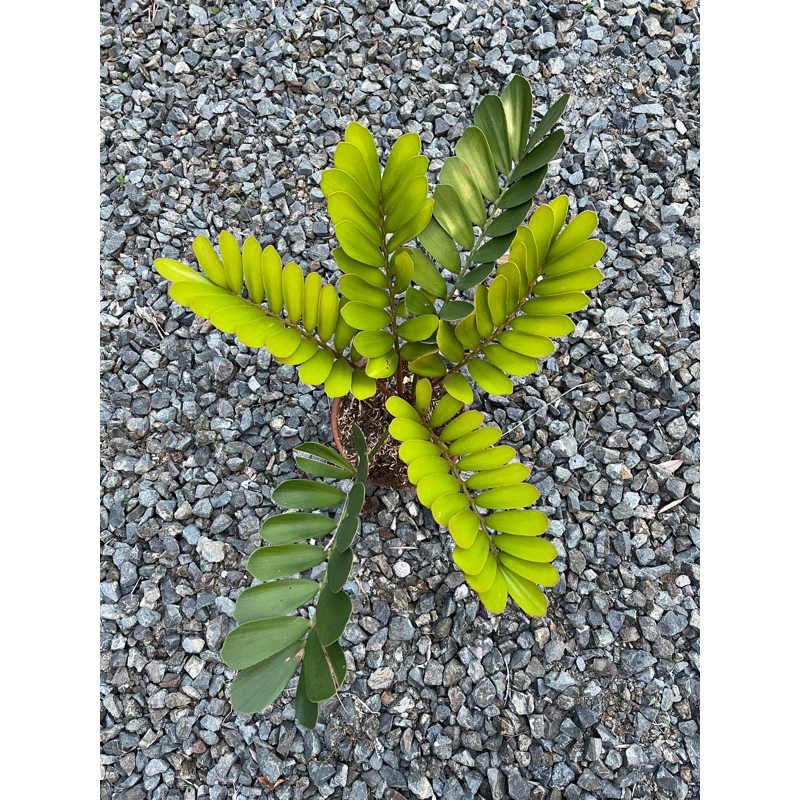 Cardboard Cycad / Cardboard Palm | Shopee Philippines