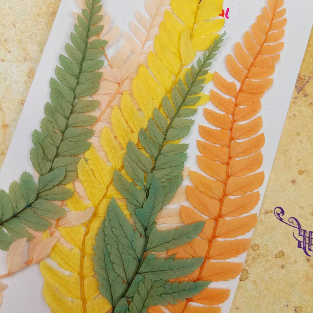 Dried Real Pressed Fern Leaves for Decoration, Resin Art, Scrapbooking ...