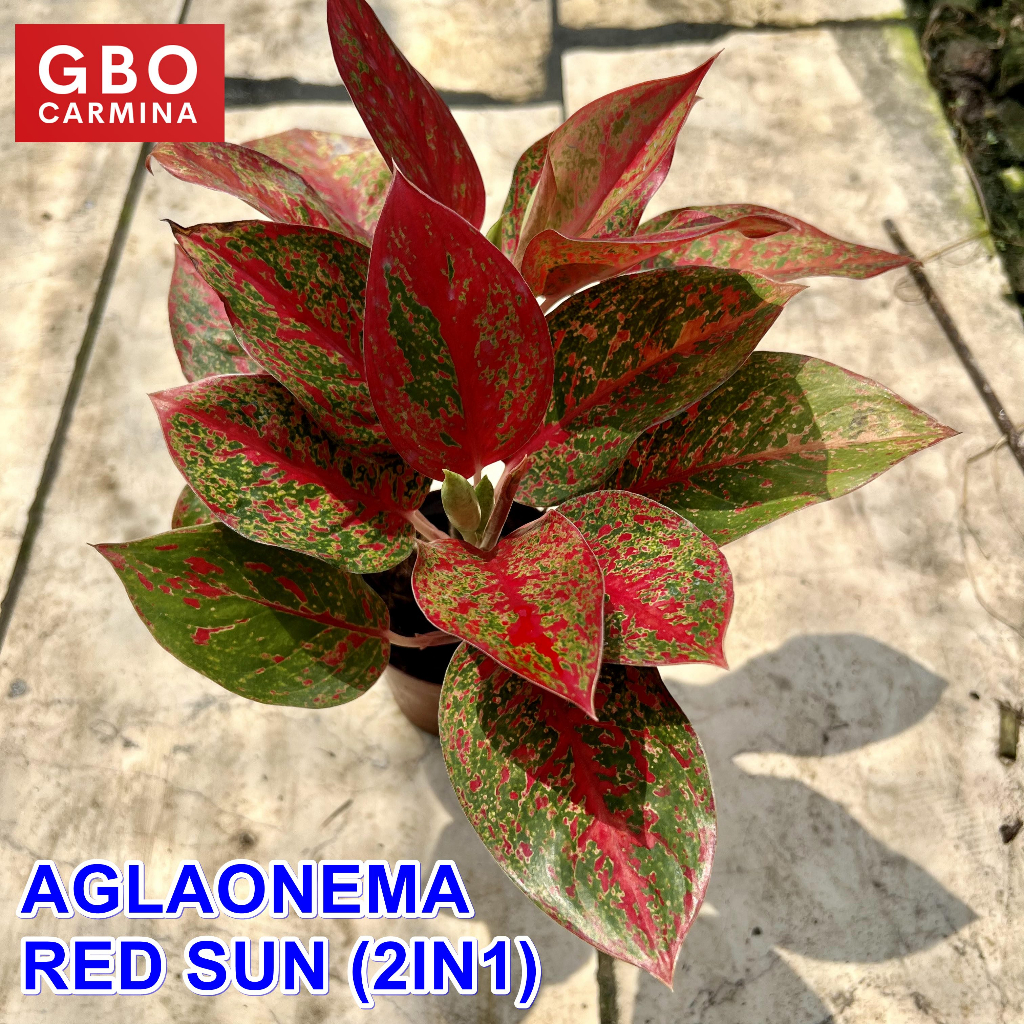 Aglaonema - Red Sun (2in1) | Live Plant | Aglao (NO POT) | Shopee ...