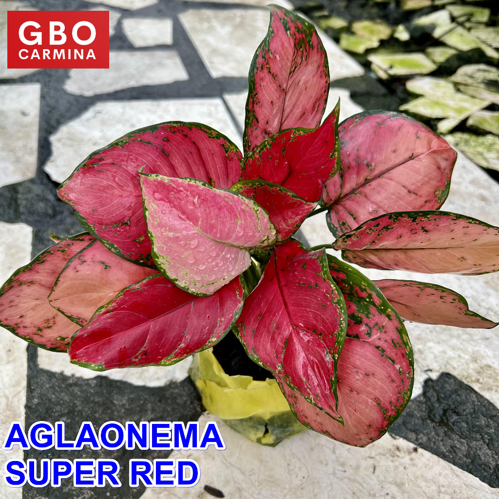 Aglaonema - Super Red | Live Plant | Aglao (NO POT) | Shopee Philippines