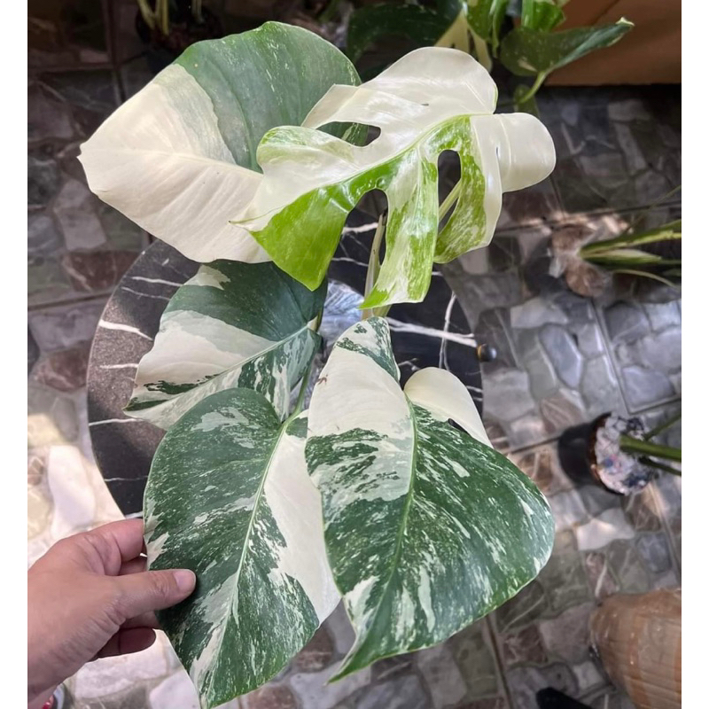 Shop monstera albo for Sale on Shopee Philippines