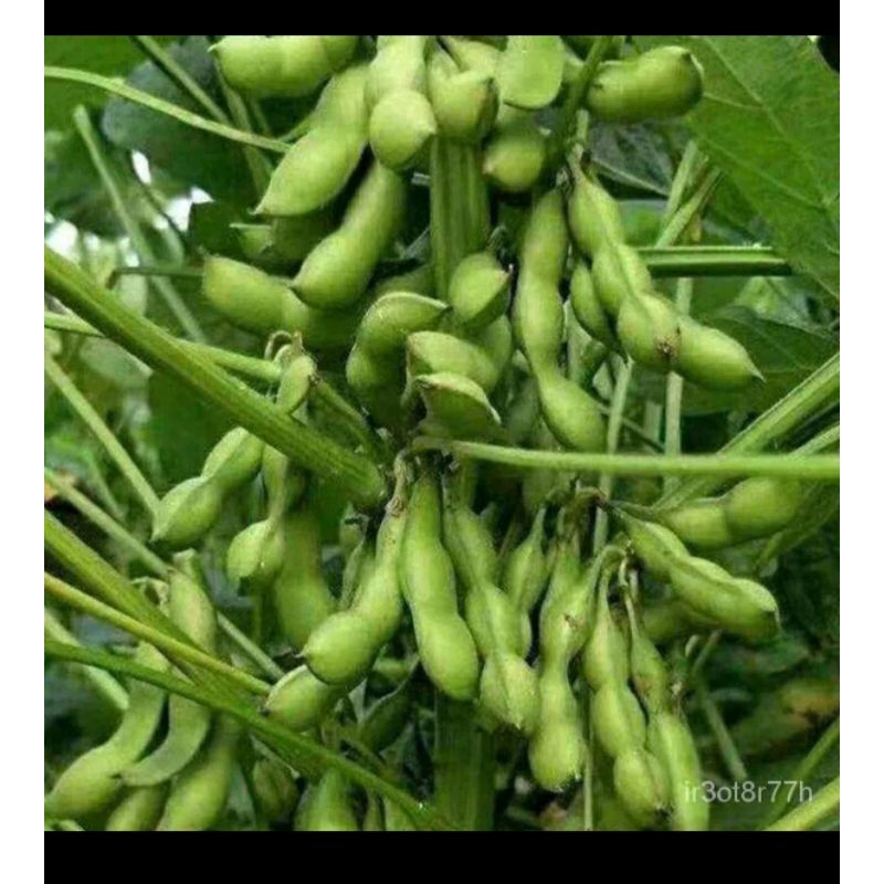 SoyBeans/Soybeans Seeds For Planting Shopee Philippines