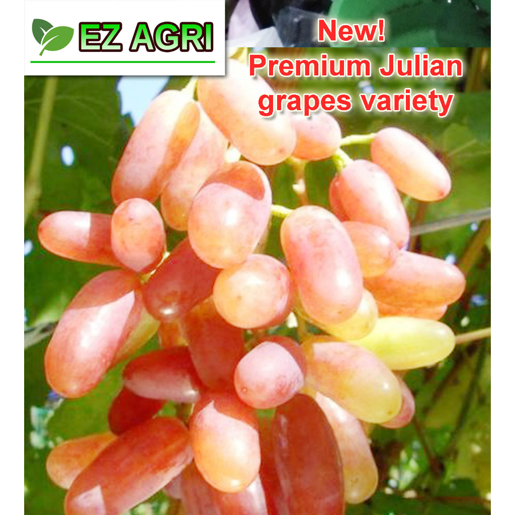 Rooted Grapes cuttings cutting from EZy agri Velez Seedless, baikonur