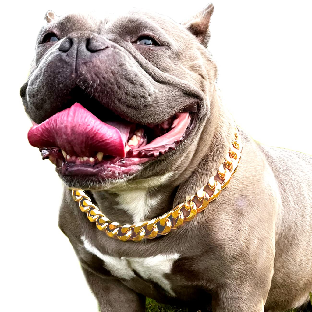 American bully gold chain hotsell