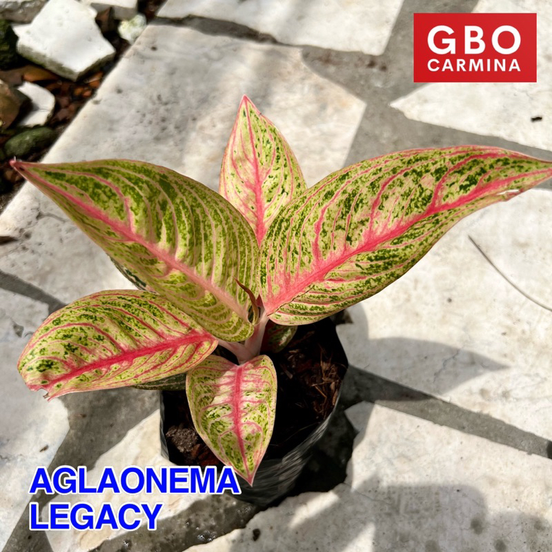 Aglaonema - Legacy | Live Plant | Aglao (NO POT) | Shopee Philippines