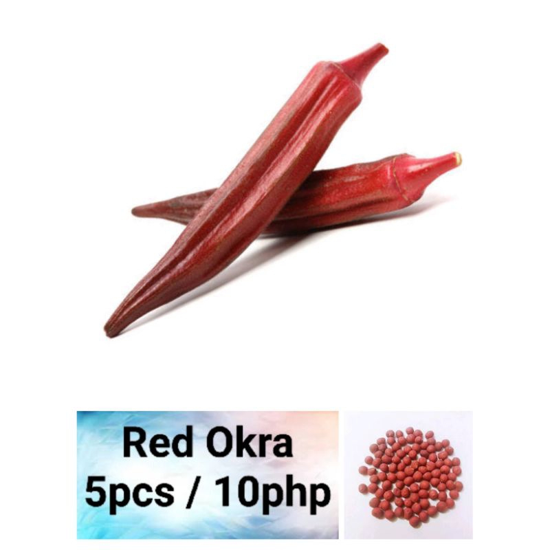Red Okra Seeds (5pcs) Shopee Philippines