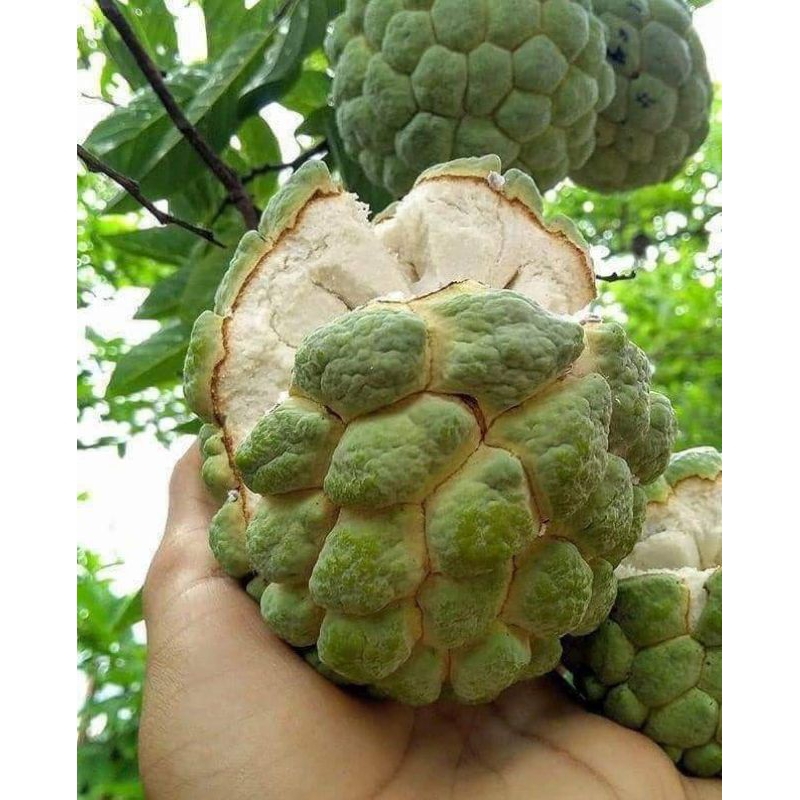 Atis Seeds(Sugar apple) Seeds For Planting (10Pcs) | Shopee Philippines