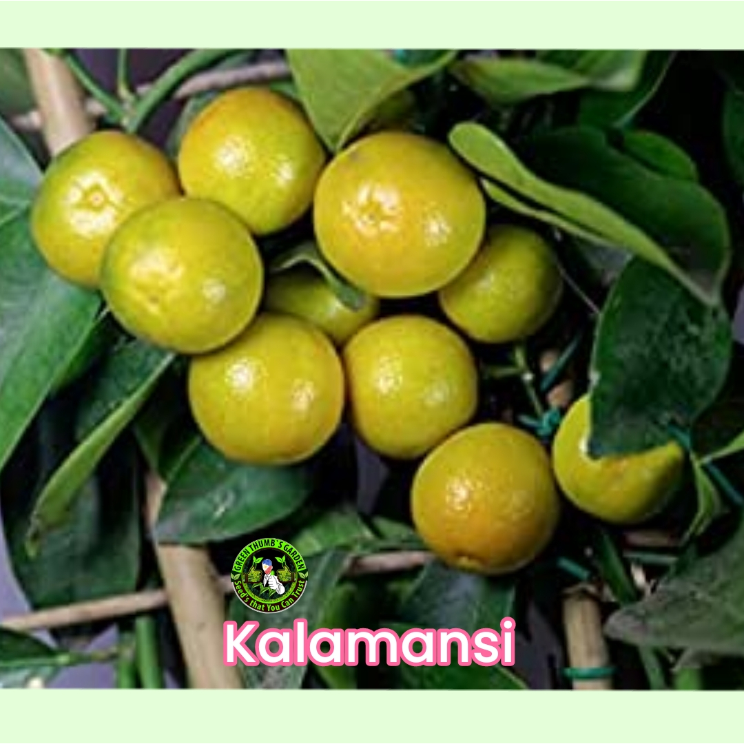 KALAMANSI DWARF SEEDS ( Calamandarin) | Shopee Philippines