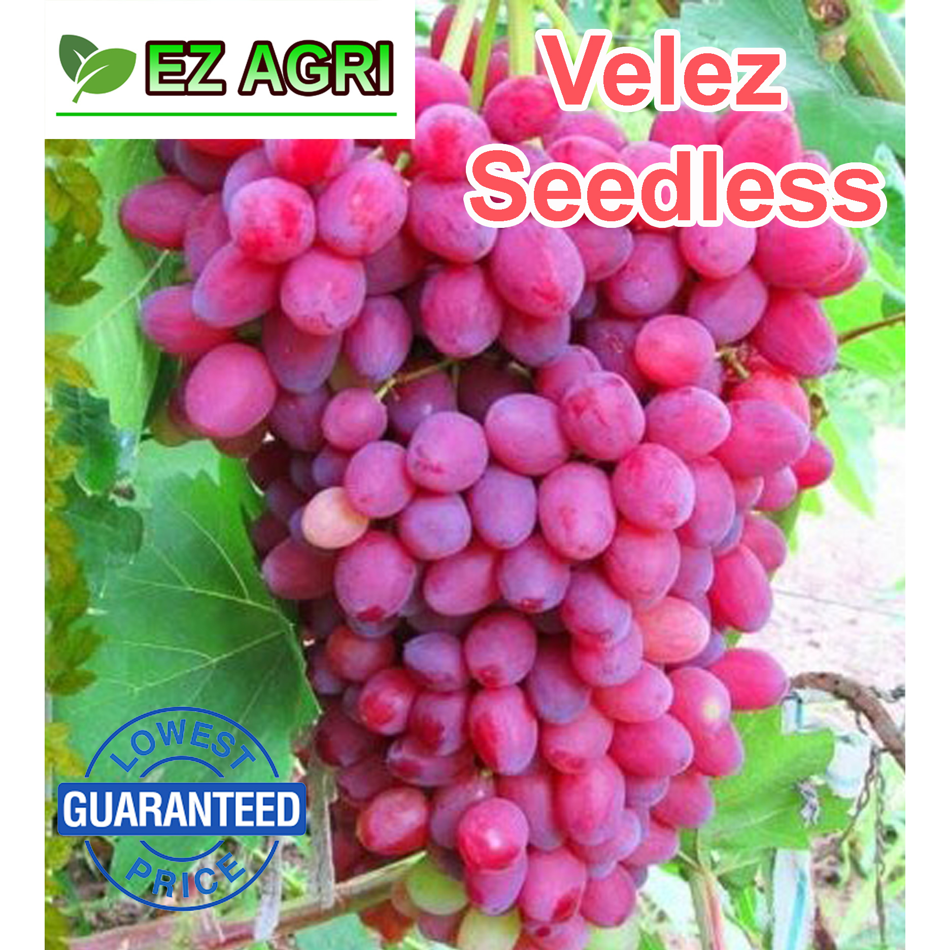 BAIKONUR rooted Grapes Cuttings GIANT RED SEEDLESS by ga3 Julian
