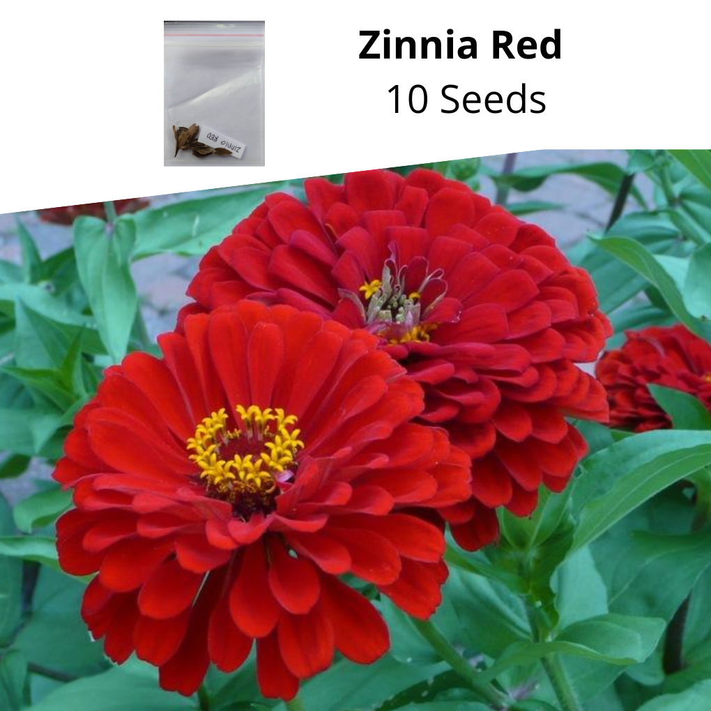 Zinnia Red 10 Seeds per pack | Shopee Philippines