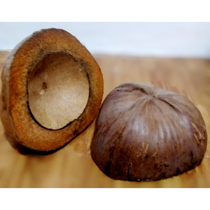 Bunot coconut husk for school bunot good quality coconut husk bunot 1pc ...