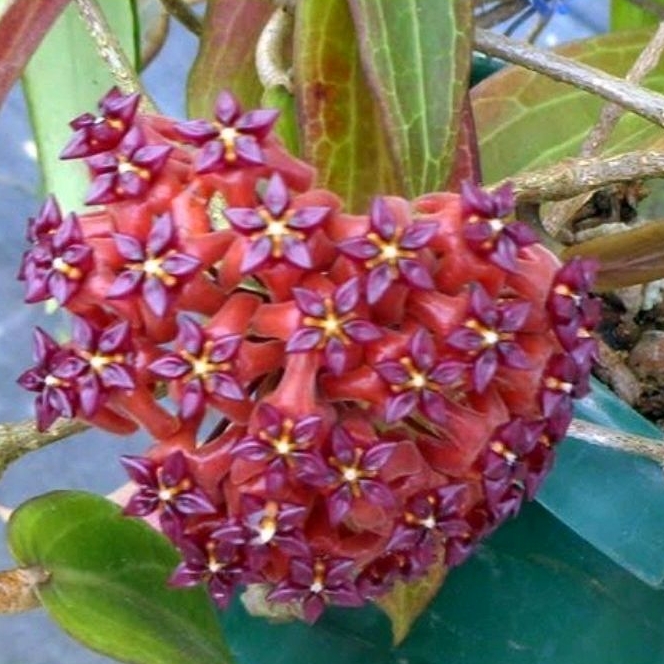 HOYA BORDENII (Philippine hoya) | Shopee Philippines