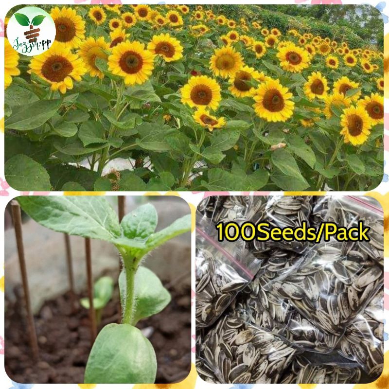 Giant Sunflower Seeds/ High germination rate(100Seeds) Shopee Philippines