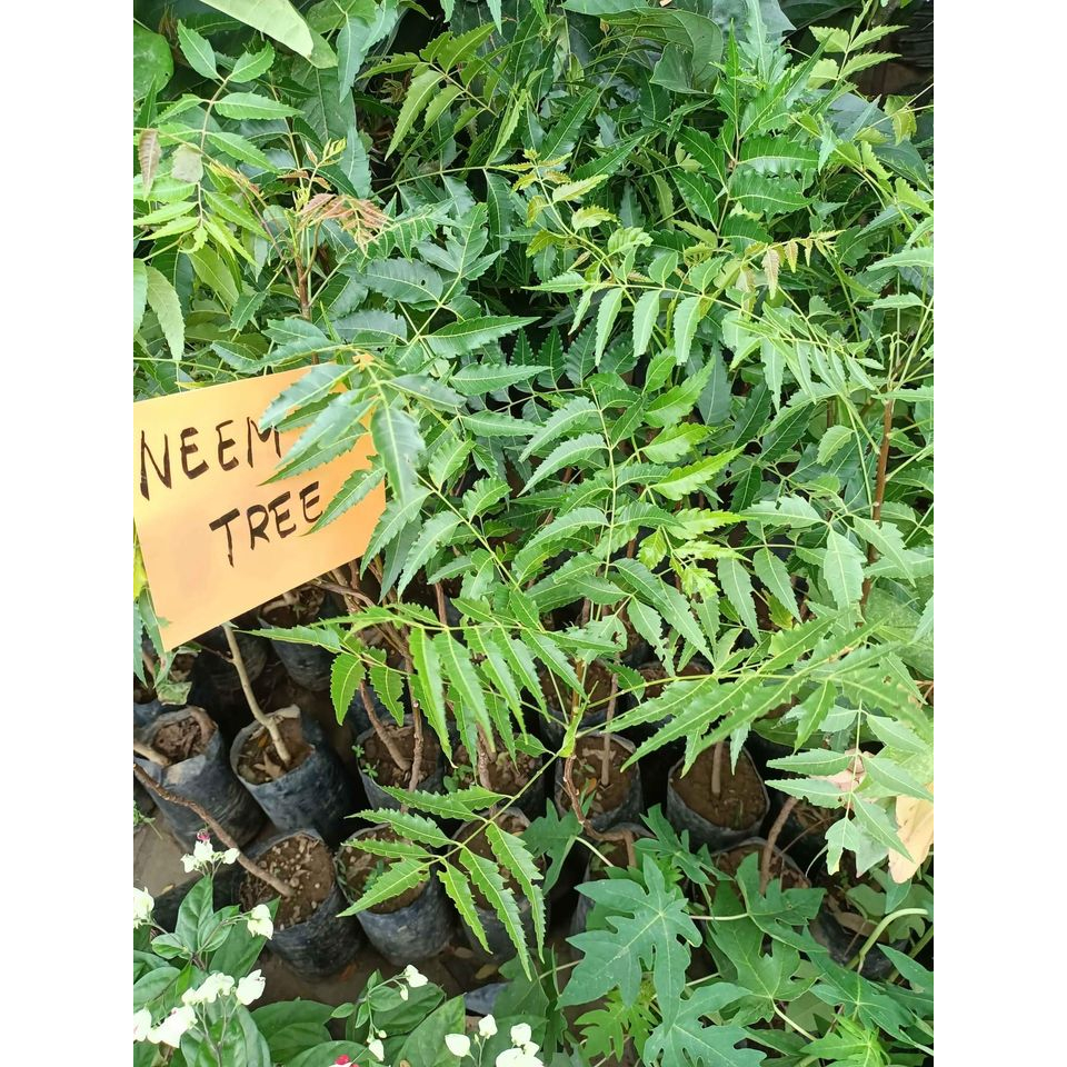 neem tree seedlings in agribag | Shopee Philippines