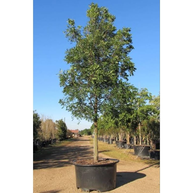 Mahogany seedling live plant Shopee Philippines