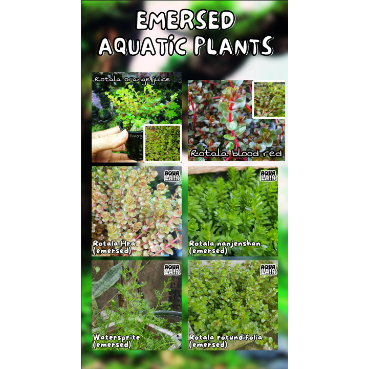 Aquatic Plants Emersed Shopee Philippines