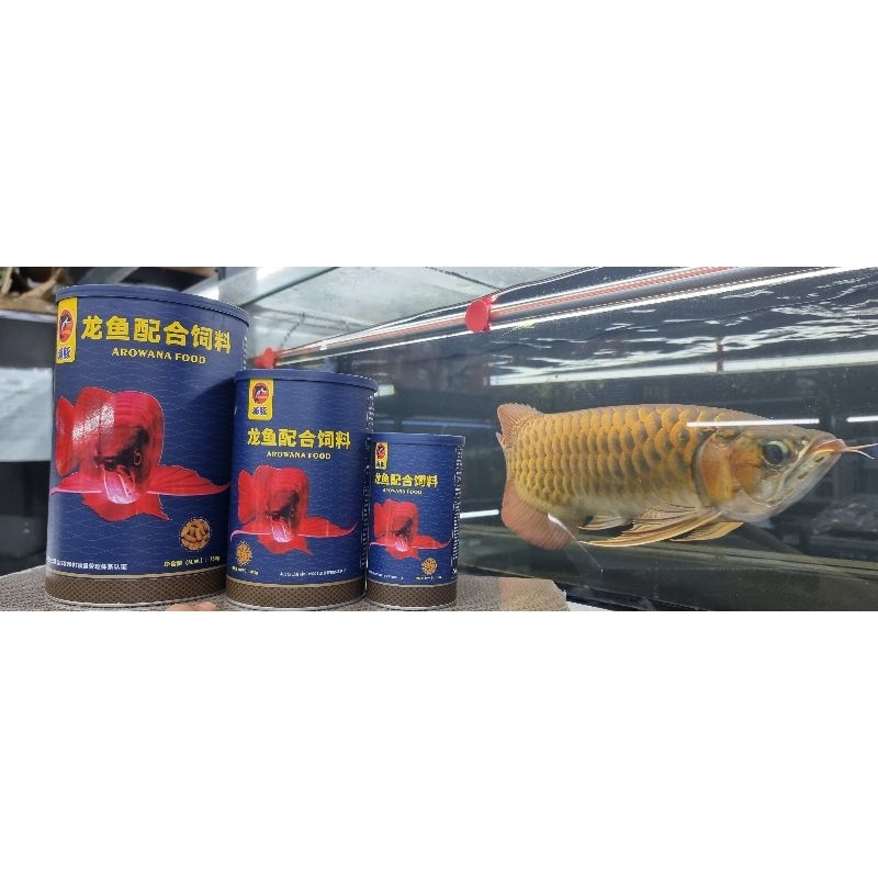 Live Silver Arowana Fish - 5 To 6 Inches, Peaceful, Eats Pellets, Tropical Freshwater 10 thumbnail image