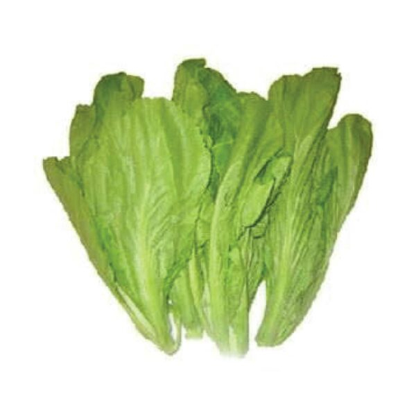 Mustard / Mustasa - (200pcs seeds) | Shopee Philippines