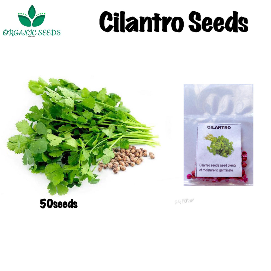 Cilantro/Coriander/Wansoy (50pcs seeds) Shopee Philippines