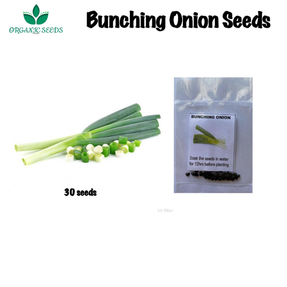 Dahon Ng Sibuyasbunching 30pcs Seeds Shopee Philippines 4013