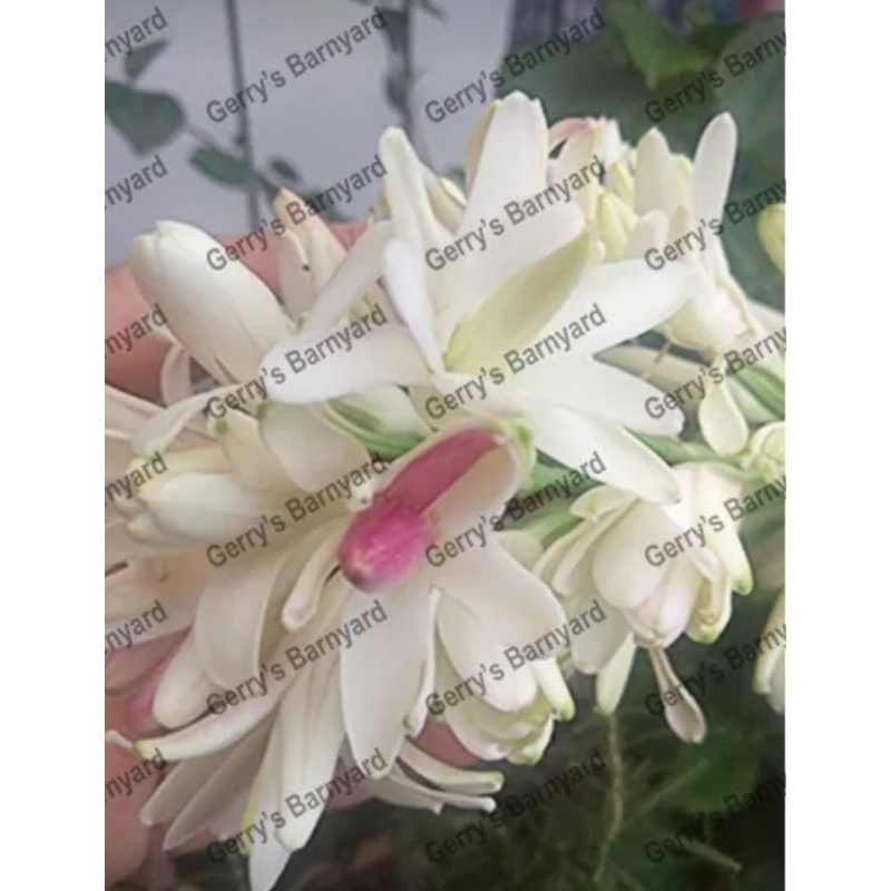 Tuberose/Azucena (Pink Sapphire) Shopee Philippines