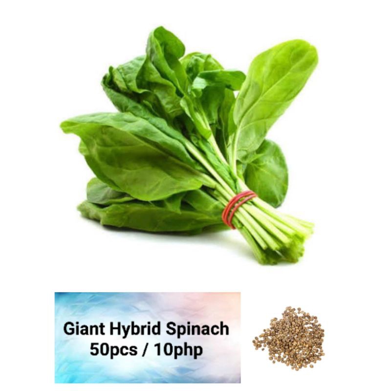 Giant Hybrid Spinach Seeds (50pcs) Shopee Philippines