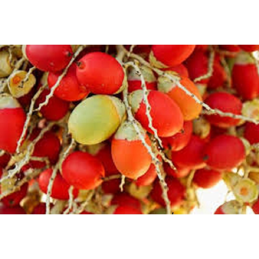 ROYAL PALM tree seeds(20 seeds) Shopee Philippines