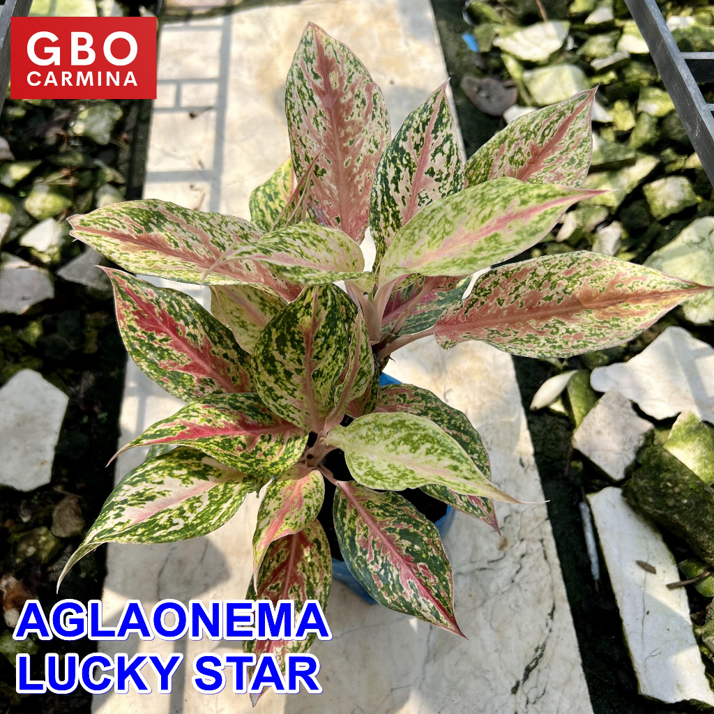 Aglaonema - Lucky Star | Live Plant | Aglao (NO POT) | Shopee Philippines