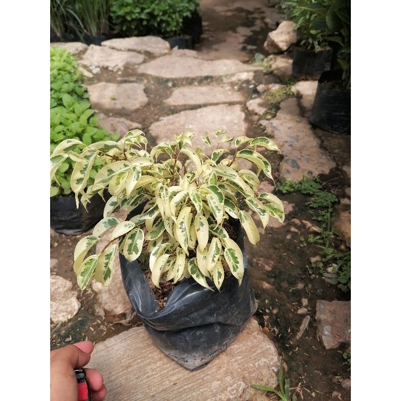 Variagated Ficus tree | Shopee Philippines