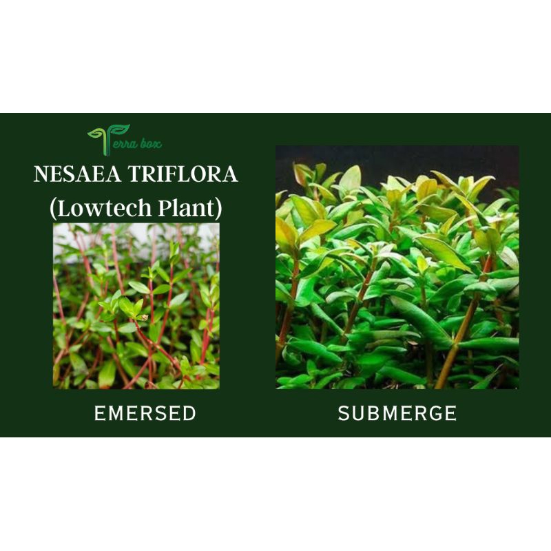 NESAEA TRIFLORA AQUATIC PLANT 10Stem | Shopee Philippines