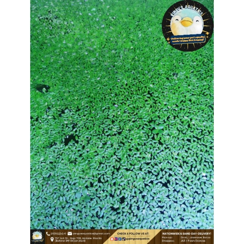 Duckweed Floating Plant Shopee Philippines
