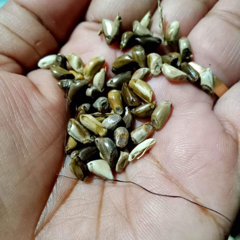 Maramais 300 seeds/ Geukdong PH Seeds Shopee Philippines
