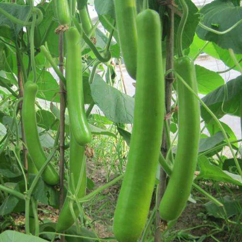 (10 seedssd023) Highyield Bottle gourd Seeds Shopee Philippines