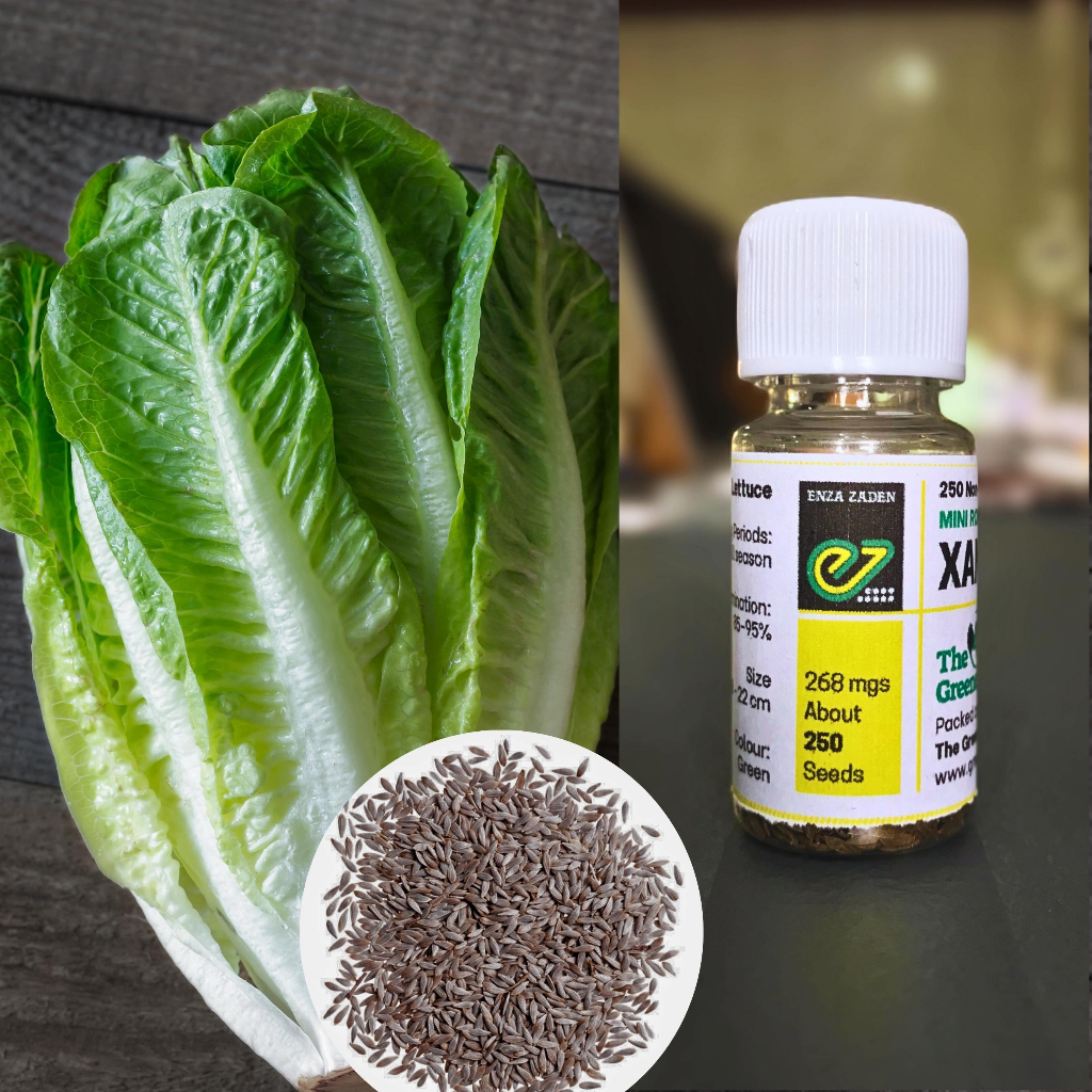 Xanadu by Enza Zaden Mini Romaine Lettuce Bare, NonPelletized
